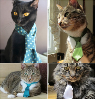Illustration for article titled Cat Neckties Are Things That Exist; Are Popular